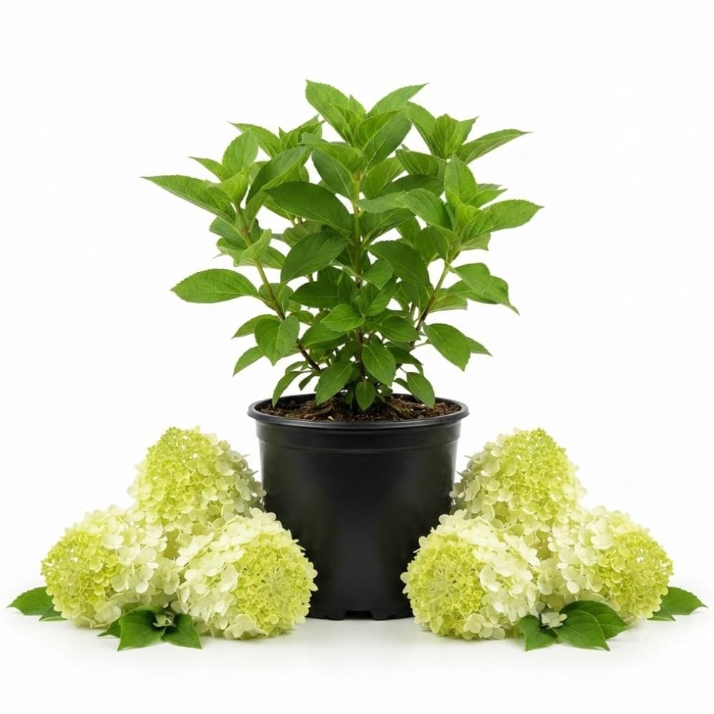 YOKEBOM Lime Hydrangea