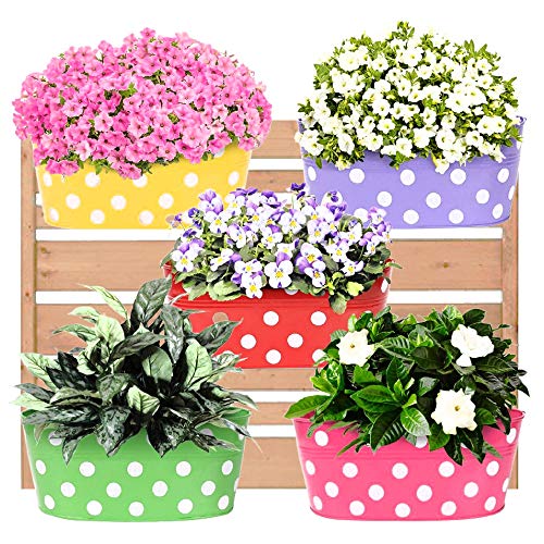 Leafy Tales Muticolor Metal Rust-Free Hanging Planter – Set of 5 (Oval – Red, Green, Yellow, Pink, Purple), 30 cm x 15 cm x 14 cm