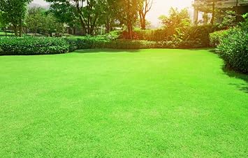 Bermudagrass Seeds for Planting - Great for Yard and Lawn Grass 1 Pound