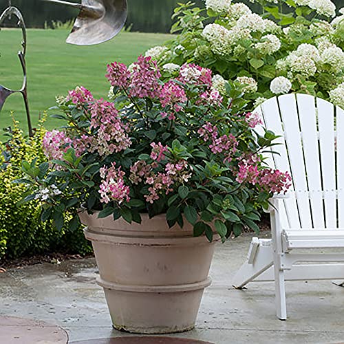 2 Gal Proven Winners Little Quick Fire Hydrangea, Rich Pink And Creamy White #TOP3