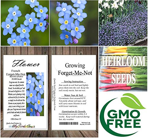 Big Pack - (50,000) French Forget Me Not, Myosotis sylvatica Flower Seeds - Perennial Zone 3-9 - Flower Seeds By MySeeds.Co (Big Pack - Forget Me Not) - Thumbnail 7