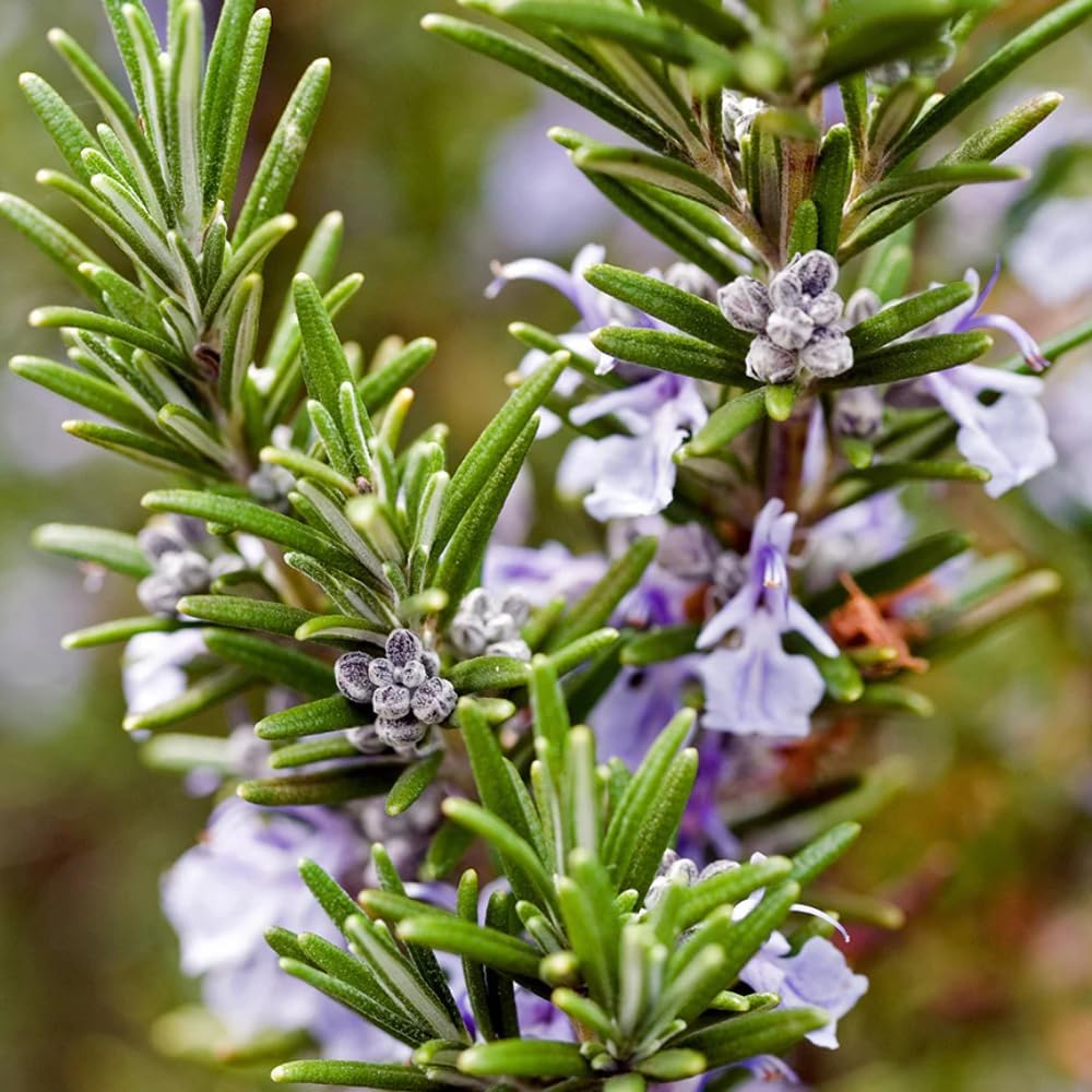 Aromatics International Premium Organic Rosemary ct Verbenone Essential Oil 18ml | 100% Pure Essential Oil for Diffusion & Aromatherapy