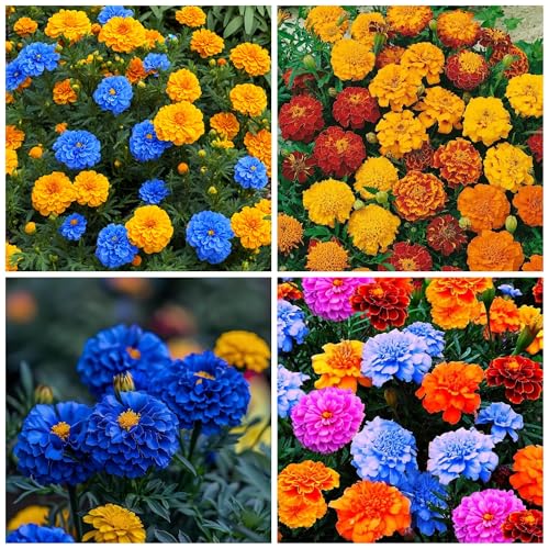 1500+ Mixed Marigold Seeds for Planting - African...