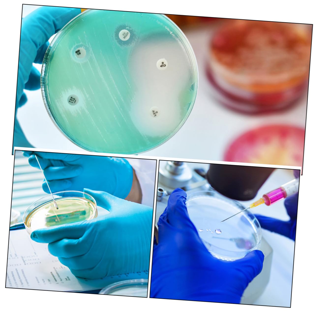 Gatuida 40 Piezas plato de cultivo placas de petri de laboratorio de reacción placas petri placas de petri redondas suministro de laboratorio de ciencias de cultivo de tejidos