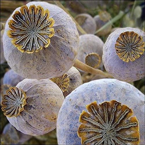 Exotic Strains of Poppy Seeds