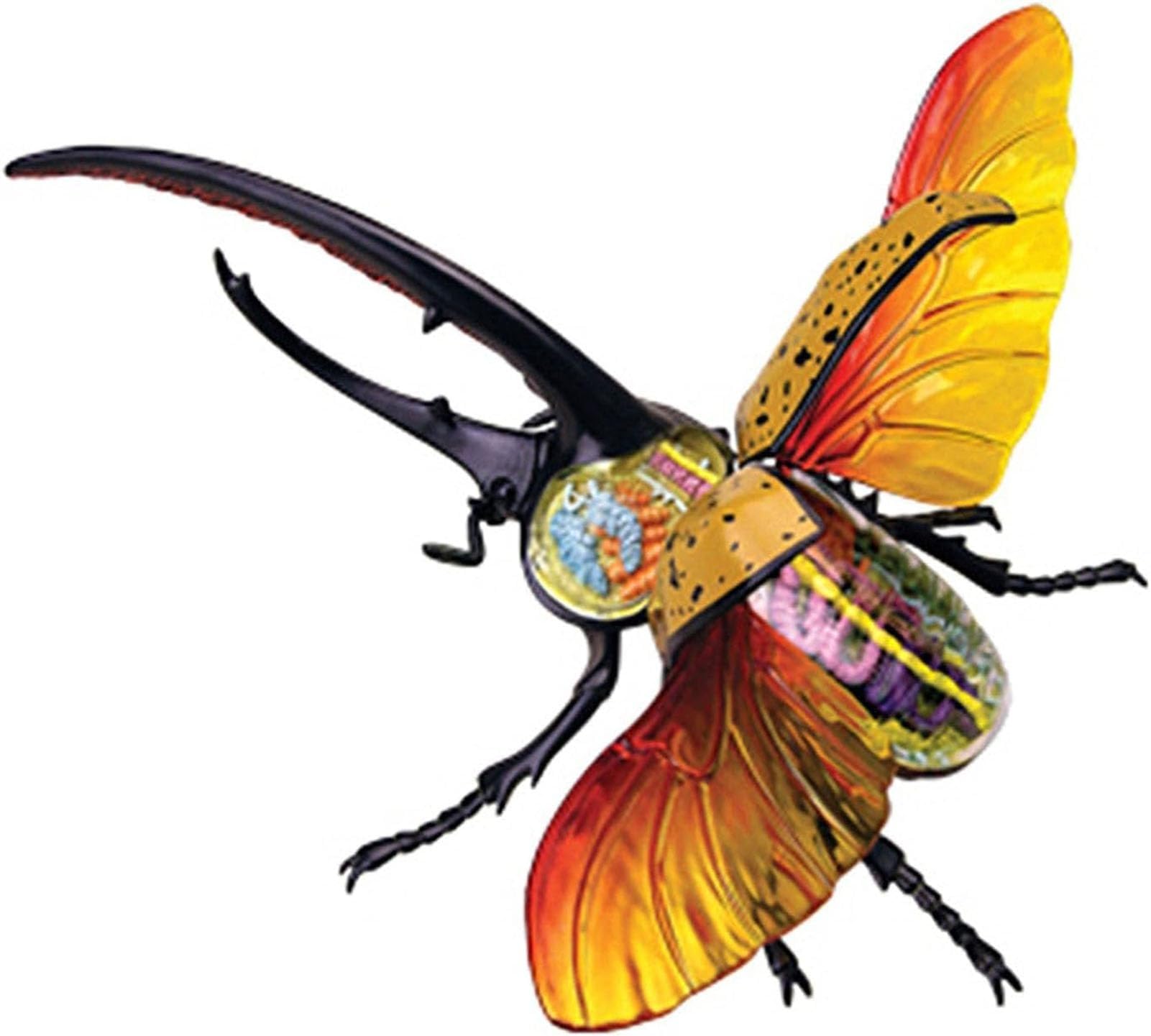 YNIYUJKL 4D Beetle Anatomy Model,22 Detachable Beetle Organs And Skeleton Parts,Insect Anatomy Model For Biology Insect Teaching And Research