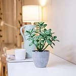365 Blooming Decor Plante artificielle de jade en pot 12 inch-Luxury Faux Succulent Plant for Home, Bureau, Décoration de plateau de livre, Argentier, Faux Crassula ovata