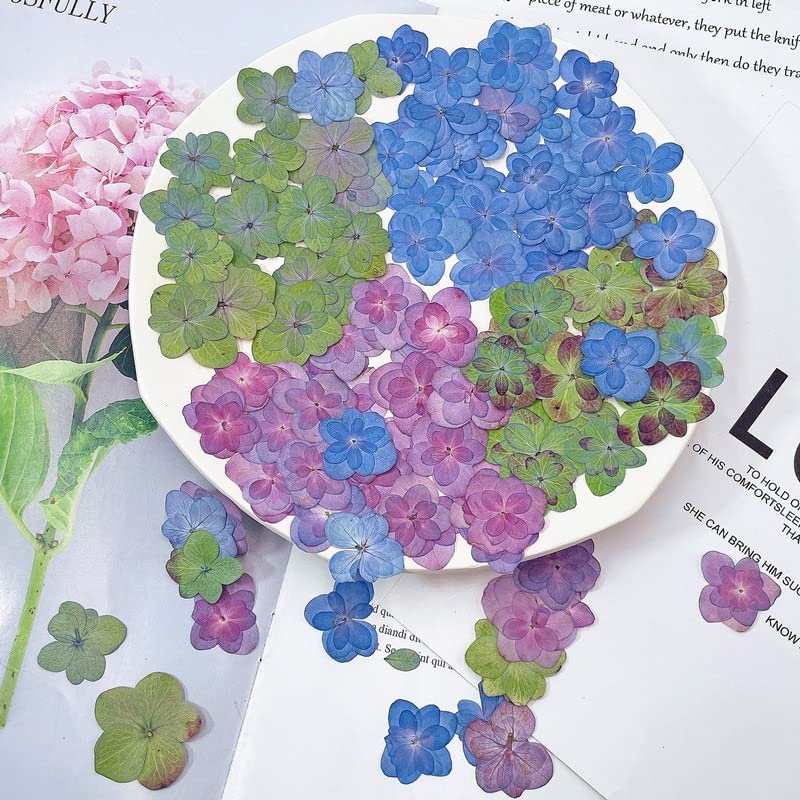 120 flores prensadas secas de hortensia para manualidades miniatura 2