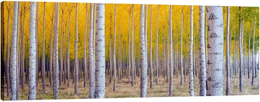 Pyradecor Canvas Prints Wall Art White Birch Trees Pictures Paintings for Living Room Home Decorations Large Autumn Forest Modern Stretched Yellow Landscape Artwork 48x16