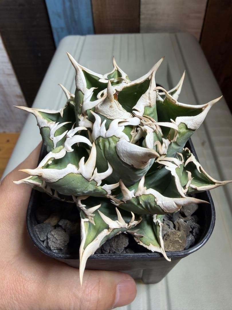 Amazon.co.jp: Agave cj special 大白鯊タイプ 子株販売 : おもちゃ