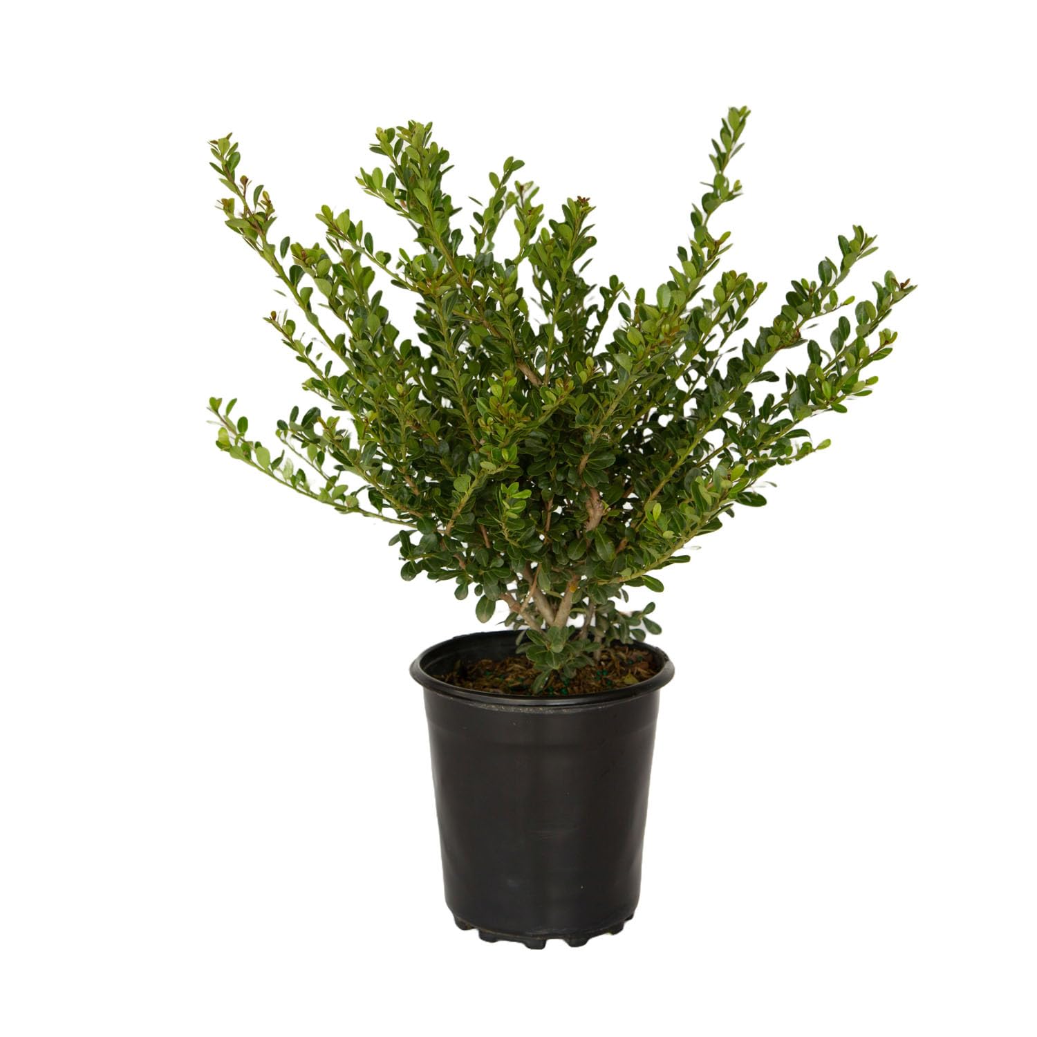 Japanese Holly Ilex Compacta (2.5 Quart) - Low-Maintenance Evergreen Shrub - Live Plant in Pot - Dense Green Foliage