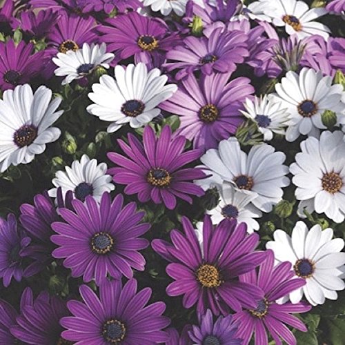 Indica Super Agri Green Osteospermum Flower 50 Seeds pack1 Kitchen Garden Pack (B01E2BK7LY) Amazon Price History, Amazon Price Tracker