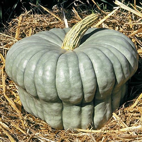 Kings Seeds - Squash Queensland Blue - 15 Seeds