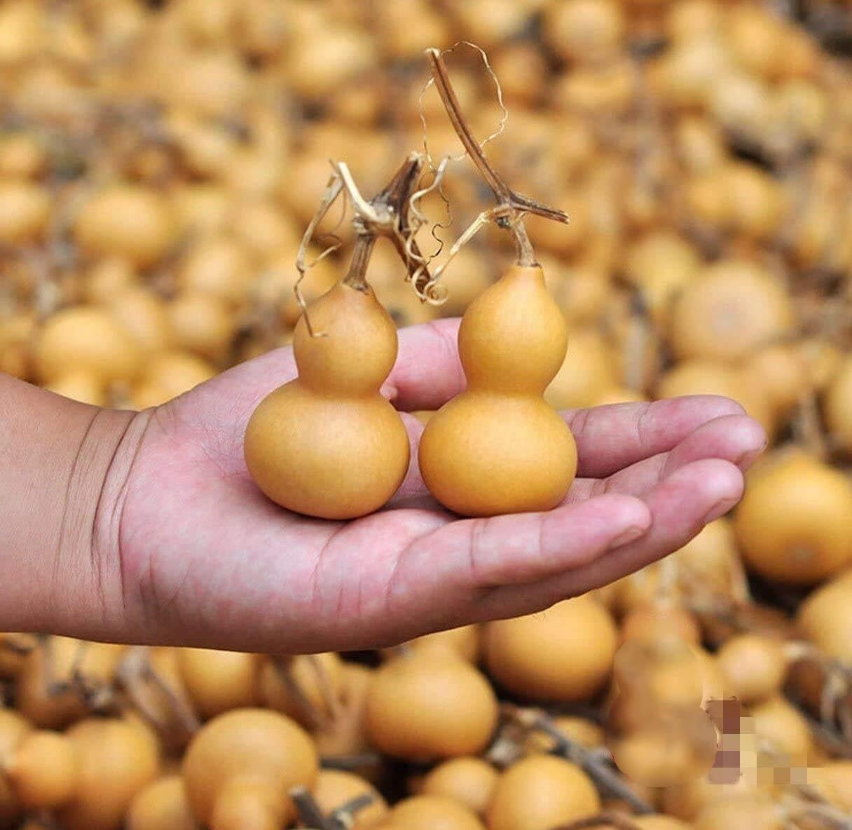 20pcs Mine Natural Dry Gourd Bottle Gourd,4-6.5cm Gourds Mini Cute,Ornaments for DIY Crafts,Ideal for Gifts and Home Accents