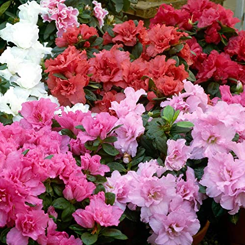 GardenersDream 4 x Mixed Azalea Plants in Pots - Colourful Garden Ready Outdoor Plants - Low Maintenance Spring Evergreen Flowering Shrubs for Gardens, Borders, and Containers (20-40cm incl. 9cm Pot)