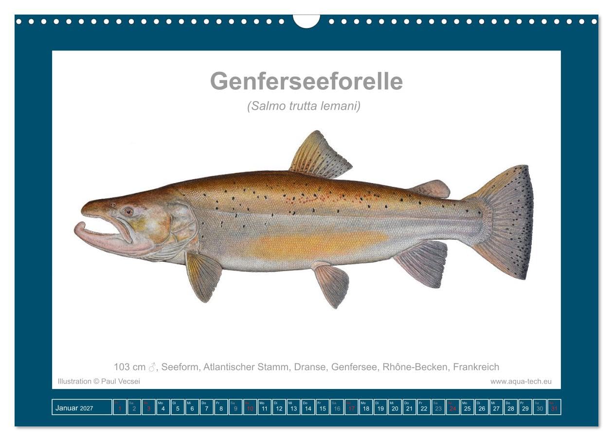 Fisch als Kunst 2027: Seeforellen (Wandkalender 2027 DIN A3 quer), CALVENDO Monatskalender: Mit 13 wissenschaftlichen Farbillustrationen (CALVENDO Tiere)