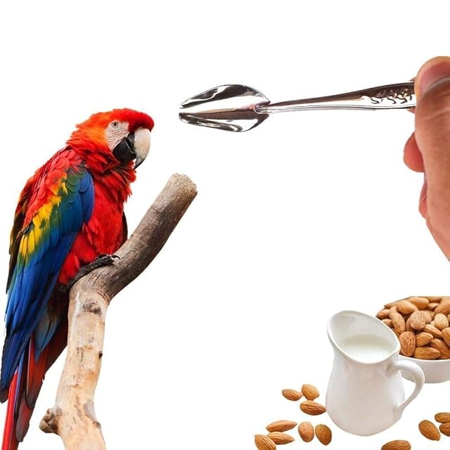 Foto 6 de 8 de NA 6 cucharas de alimentación de pájaros de acero inoxidable para alimentación de loros