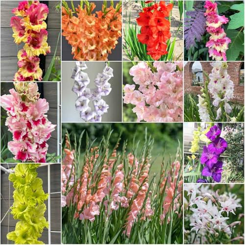 bulbi di gladioli perenni resistenti esotici giardino in resistenti all'aperto bulbi di gladioli per giardino 12pcs