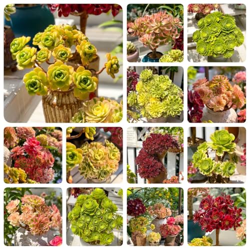 Semillas de suculentas, semillas de oficina para lugares soleados semillas de variedades antiguas balcón 65pcs