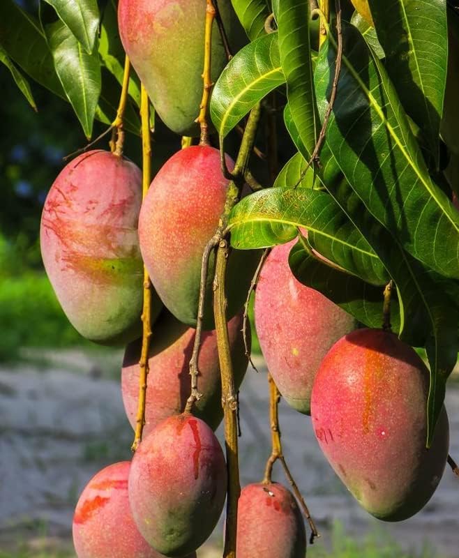Mango Tree Plant Live Non-Grafted, Mango Sweet Tree Fruit for Planting