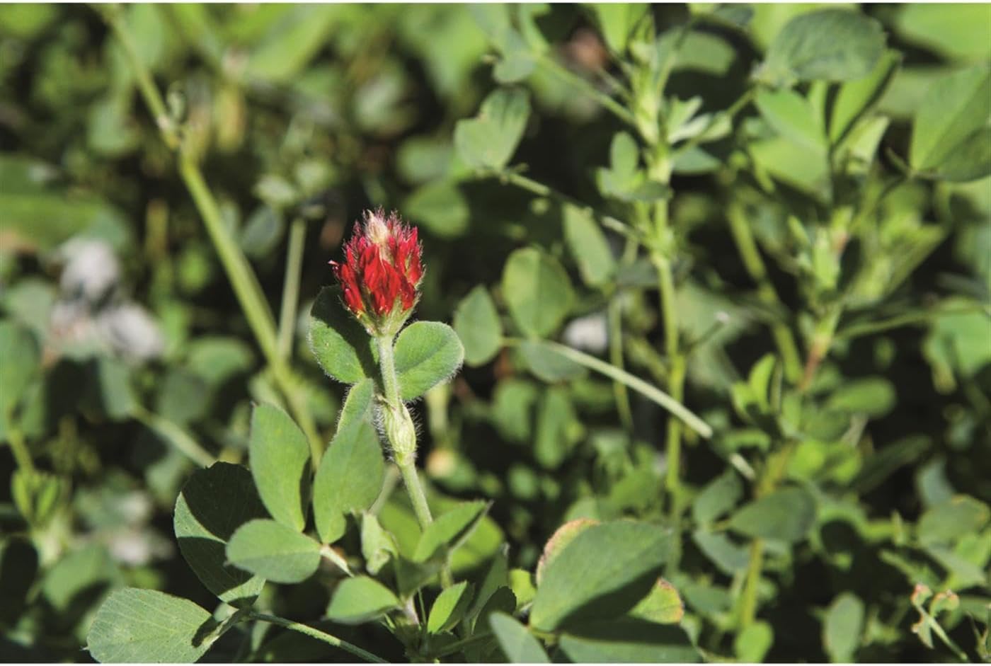 Crush Pro Clover Deer Food Plot Seed, Food Plot Seed for Spring or Fall Planting, 6 Highly Palatable Clover Varieties, 8 lbs (1 Acre)