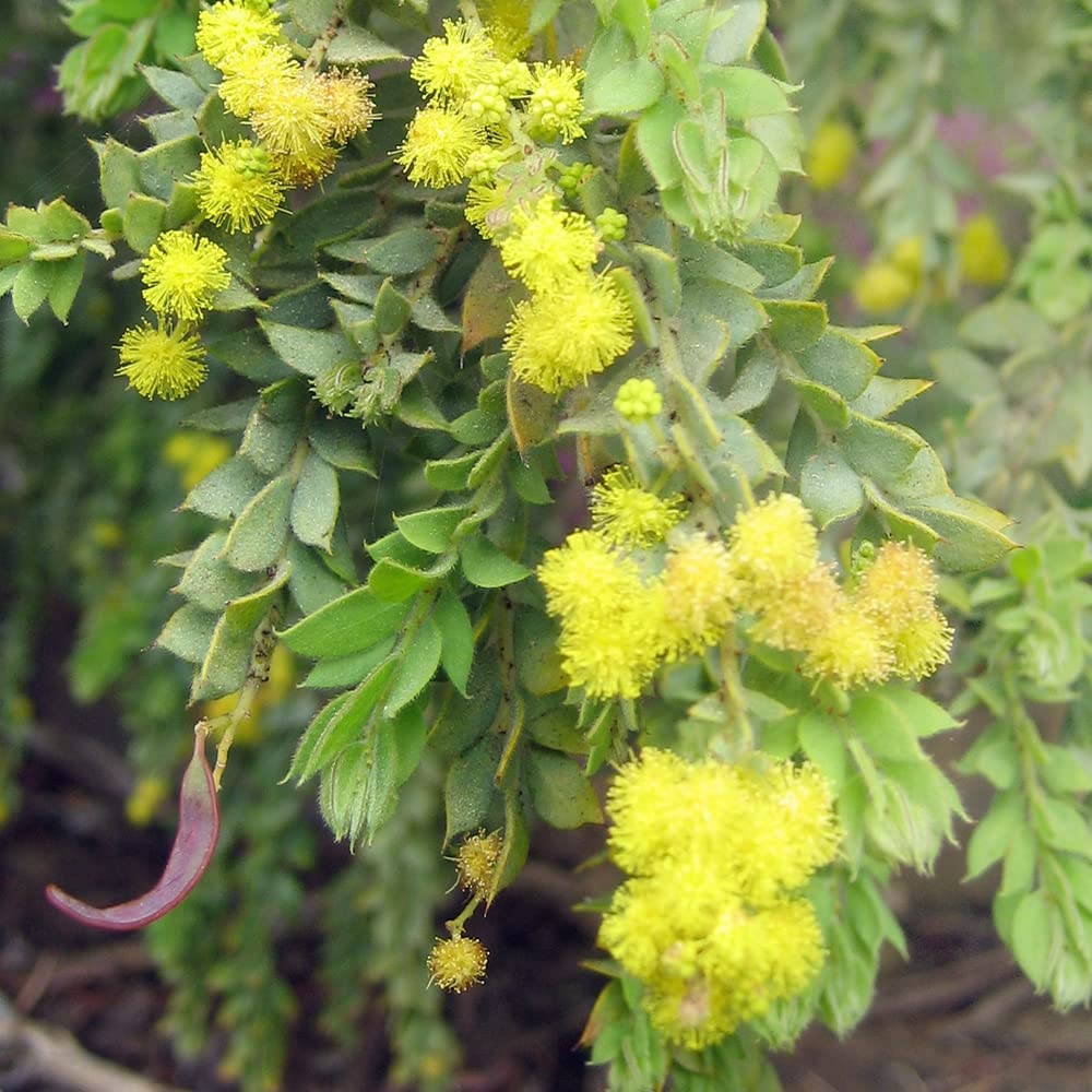 Marche　三角葉アカシア 三角葉アカシア S | 観葉植物の通販 AND PLANTS (アンドプランツ)