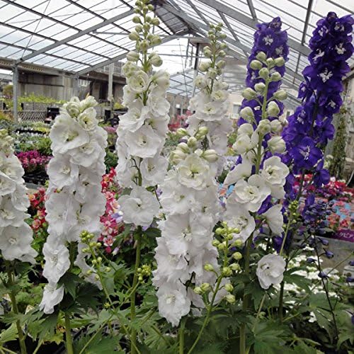 Amazon Co Jp デルフィニウム F1オーロラ ホワイト3 5号ポット 3株セット ホワイトガーデンに Diy 工具 ガーデン