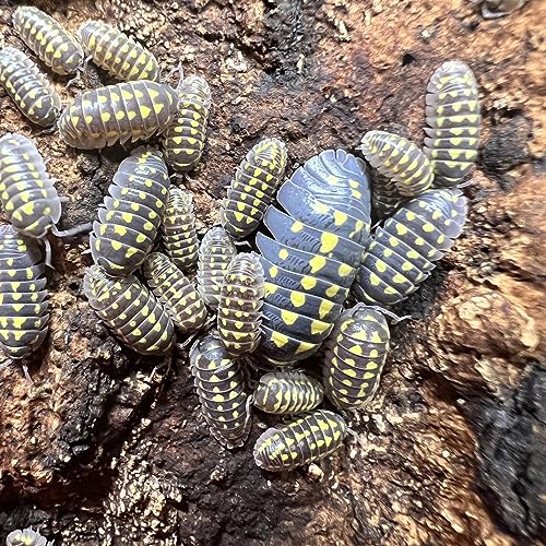 Exo-Morphs Live Armadillidium gestroi Isopods - Yellow Spots - Live Arrival Guaranteed (12 ct.)