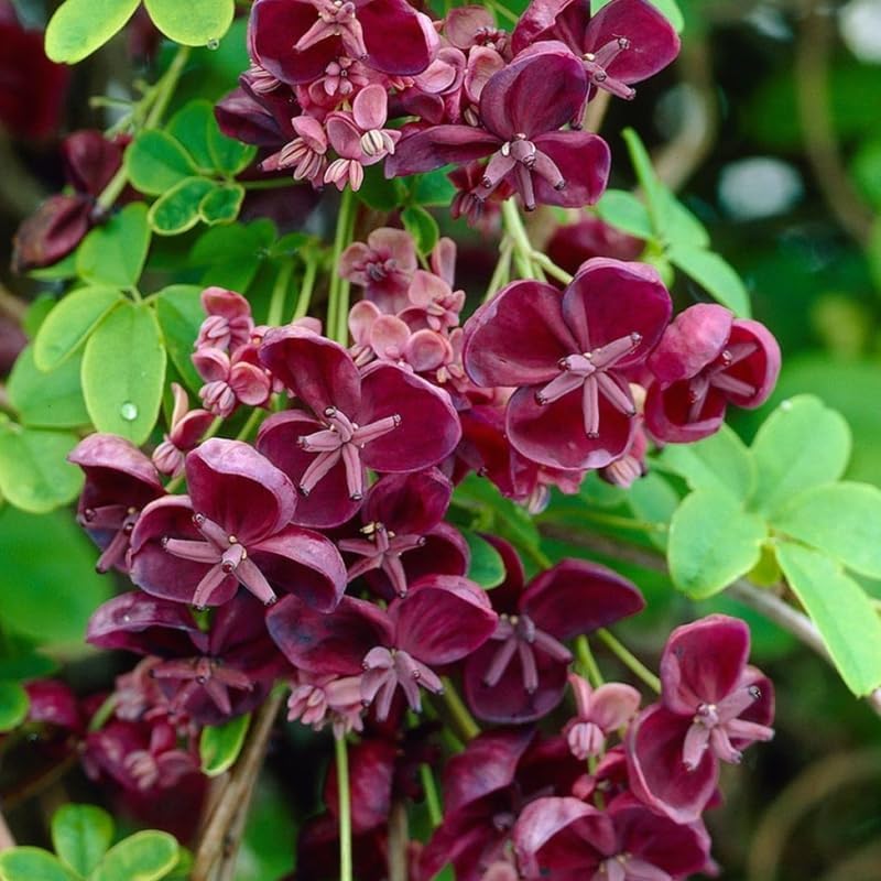 Akebia Quinata Chocolate Vine Perennial Live Plant in 2.5 Inch Pot, Akebia Quinata Plant Live Home Garden