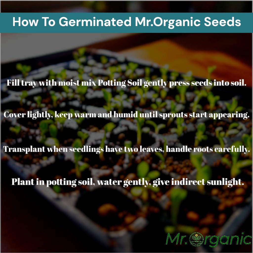Mr.Organic Coriander Seeds - Grow Fresh Herbs! -4
