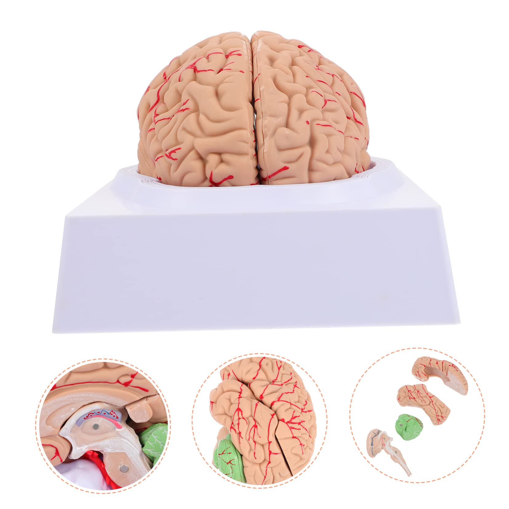 MAGICLULU Modelo Cerebral Anatómico Para Enseñanza Soporte Para Modelo De Cerebro Humano Diseño Para Uso Médico y Exhibición Aulas