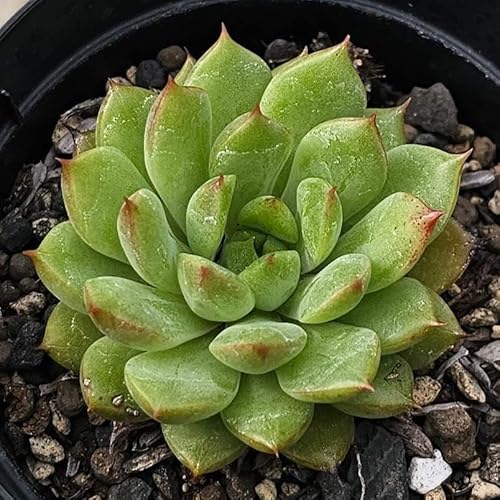 C}[X 7.5cm|bg A GPxA Echeveria Y  ϗtA CeAO[ 񂹐A ke 1{ 1