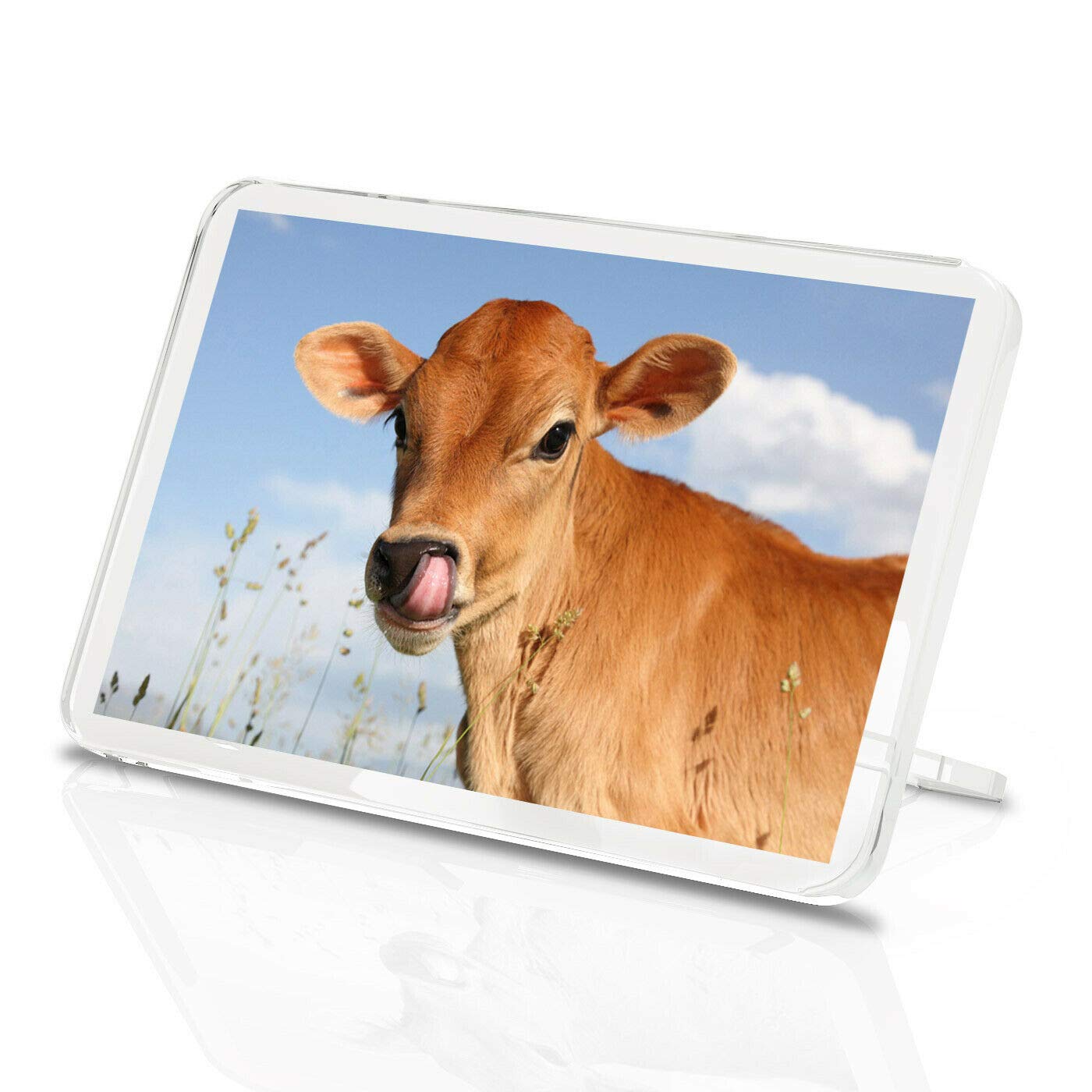 Destination Vinyl Magnets Multicolor 1 X Fridge Magnet -Pretty Jersey Calf Classic Fridge Magnet - Cow Cattle Farm Animals Gift #15585