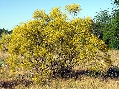 10 Graines de Rétama commun, Retama sphaerocarpa (L.) Boiss seeds