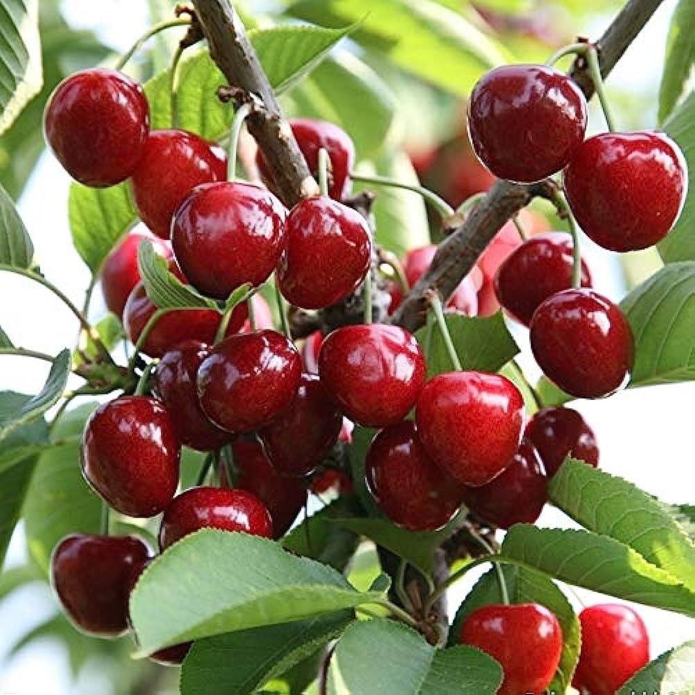 NEW DEBNATH NURSERY "Sylvia Cherry"Grafted/Clone type hybrid - 1 Healthy Live Super Yielding Early Fruting Sylvia Cherry Fruit Plant 1-1.5 Ft Height in Nursery Grow Bag for Home Garden (B0CHWK5HFF) Amazon Price History, Amazon Price Tracker
