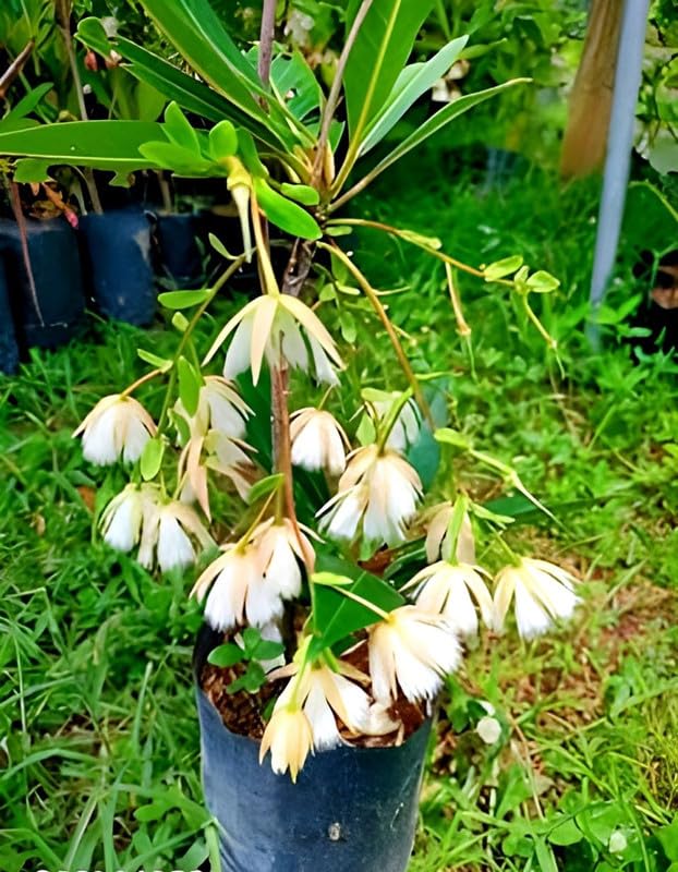 Nepal variety rudraksha live plant original Pck of 1 (B0CQ22HY5R) Amazon Price History, Amazon Price Tracker