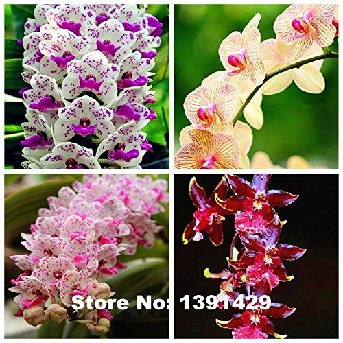 GETSO Semi Pacchetto Non Piante: 4: 100pcs 22 Colori rari di Orchidee Cymbidium, Semi Cymbidiums, Bonsai Fiore