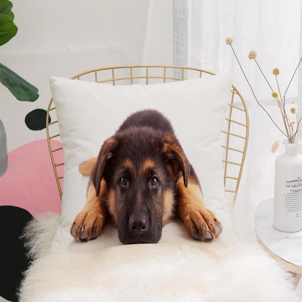 HYOSXW Cushion Cover,Throw Pillow Case Home Decorative for Living Room Bedroom Sofa Chair 16X16 Inch,German Shepherd dog isolated over white,Pillowcase 40X40cm