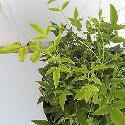 Amazon Co Jp ナンテン 南天 レモンライム7号ポット 世界初のイエローリーフ南天 New Diy 工具 ガーデン Amazon Co Jp ナンテン 南天 レモンライム7号ポット 世界初のイエローリーフ南天 New Diy 工具 ガーデン