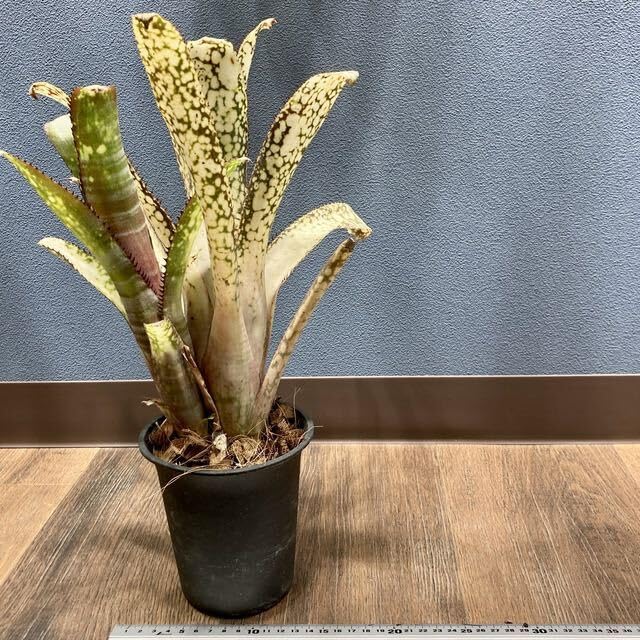 Billbergia 'Kolan man'〔ビルベルギア〕B0287 Billbergia 'Kolan Snowman'〔ビルベルギア〕B0287 - メルカリ