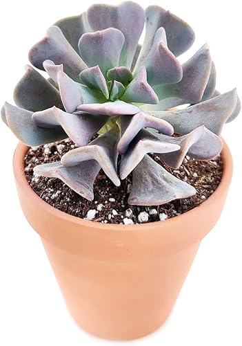 Miniatura 4 de Echeveria - Suculenta morada de escarcha cúbica (2 pulgadas)