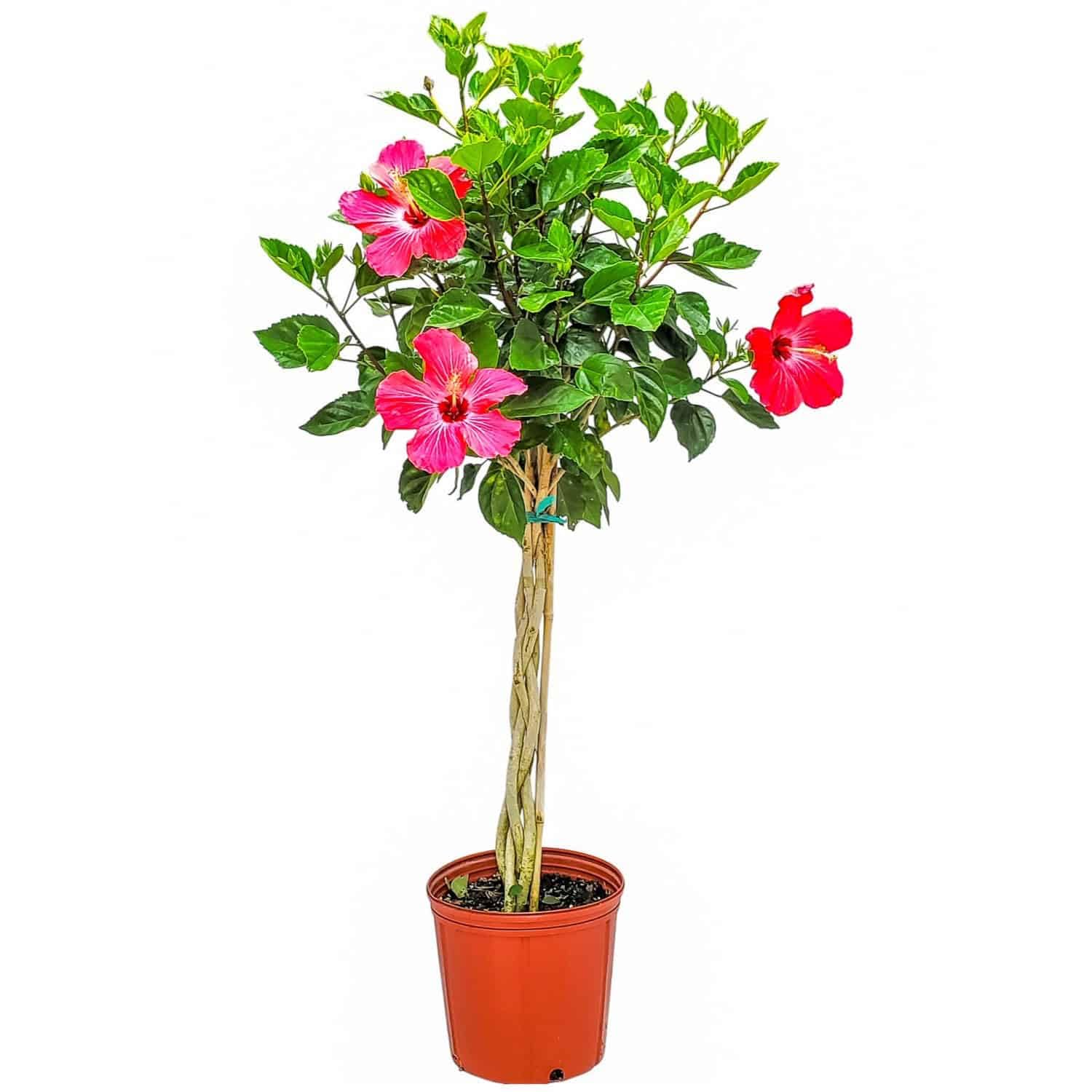Amazon.com : Hibiscus Plants Live - Braided Hibiscus Tree - Pink