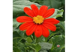 250 Mexican Sunflower Seeds For A Vivid Floral Display