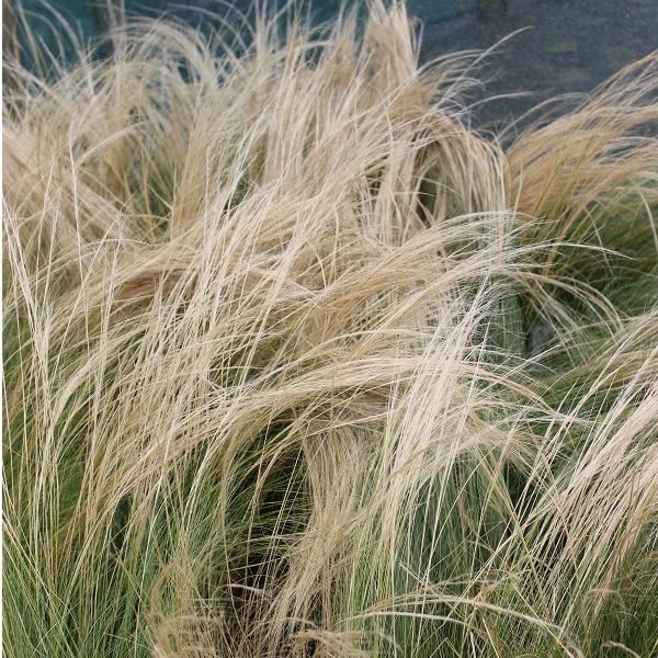 6x Stipa tenuissima – Vaso 9x9 cm – capelli d’angelo ornamentali