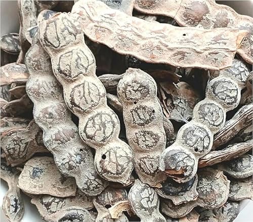 Nigeria NEP NEP | Bagaruwa Acacias 1oz