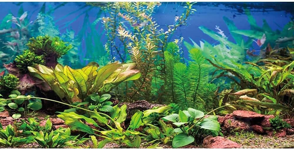 AWERT 72x24 inches Aquarium Background Aquatic Plant River Bed & Lake Fish Tank Background Vinyl