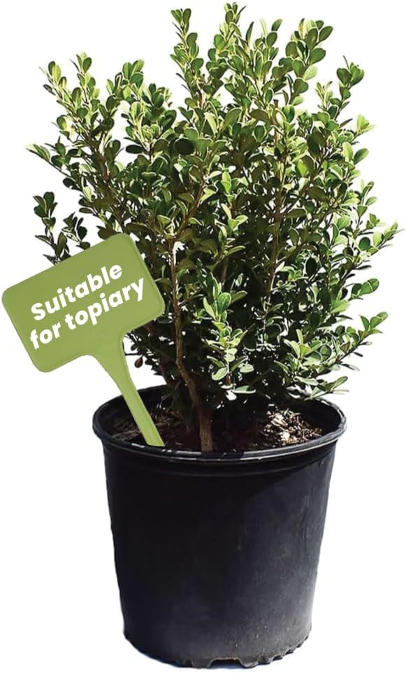 American Plant Exchange Live Wintergreen Boxwood – 10-Inch Pot – Cold-Hardy Evergreen Shrub with Dense Green Foliage, Easy Care Outdoor Plant for Hedges, Borders, Patios & Landscape Design