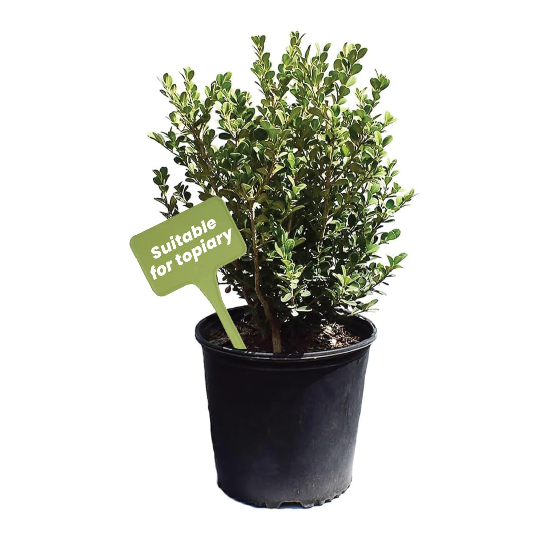 American Plant Exchange Japanese Boxwood