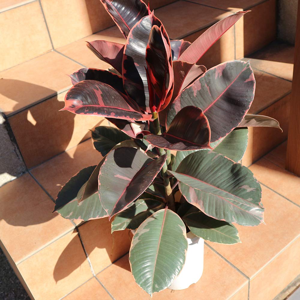 Amazon｜ITANSE フィカス・ベリーズ ゴムの木の仲間 1個売り