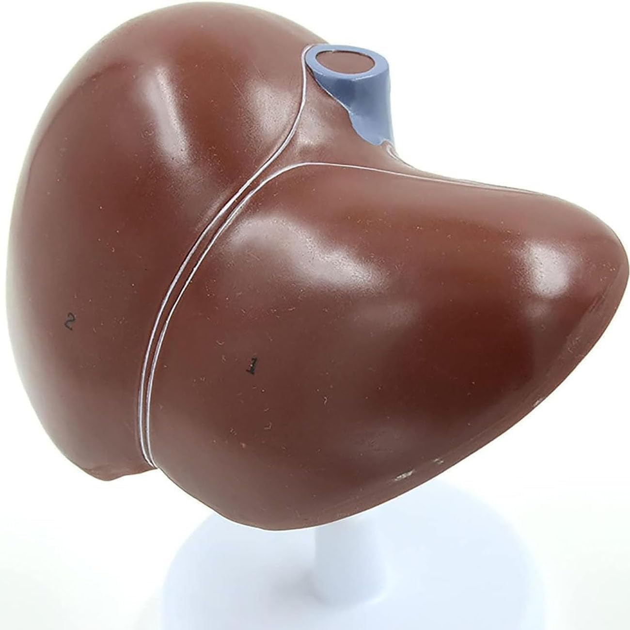 Modello di anatomia del fegato umano - Strumento didattico dettagliato per la patologia del pancreas e la dissezione del fegato per educazione medica, studenti e professionisti